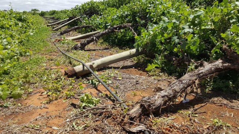 Horticulture department assess hailstorm damage