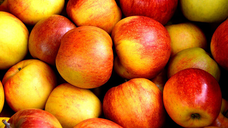 NZ apple experiments bear fruit for geneticists