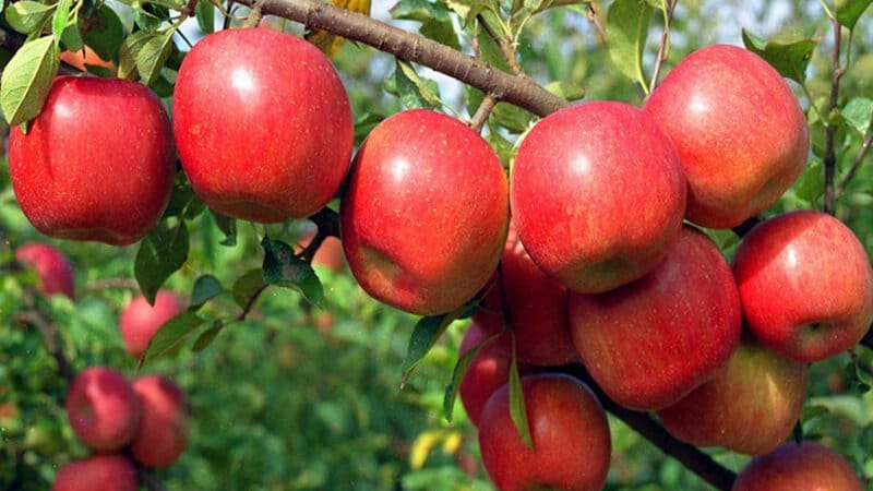 Okanagan apple growers protest