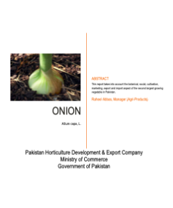 Product Report – Onion