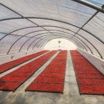 Chili Solar Tunel Dryuers