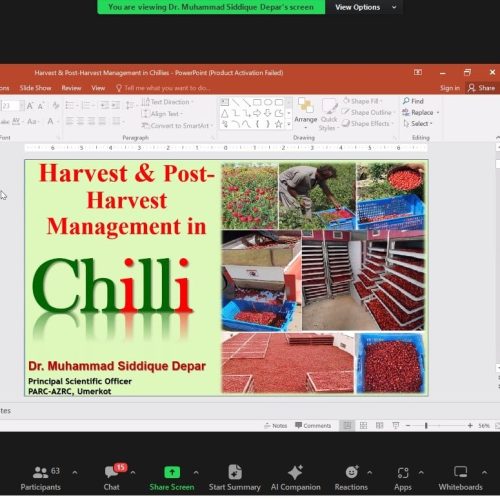 Harvest and Post-harvest management of chillies in Pakistan